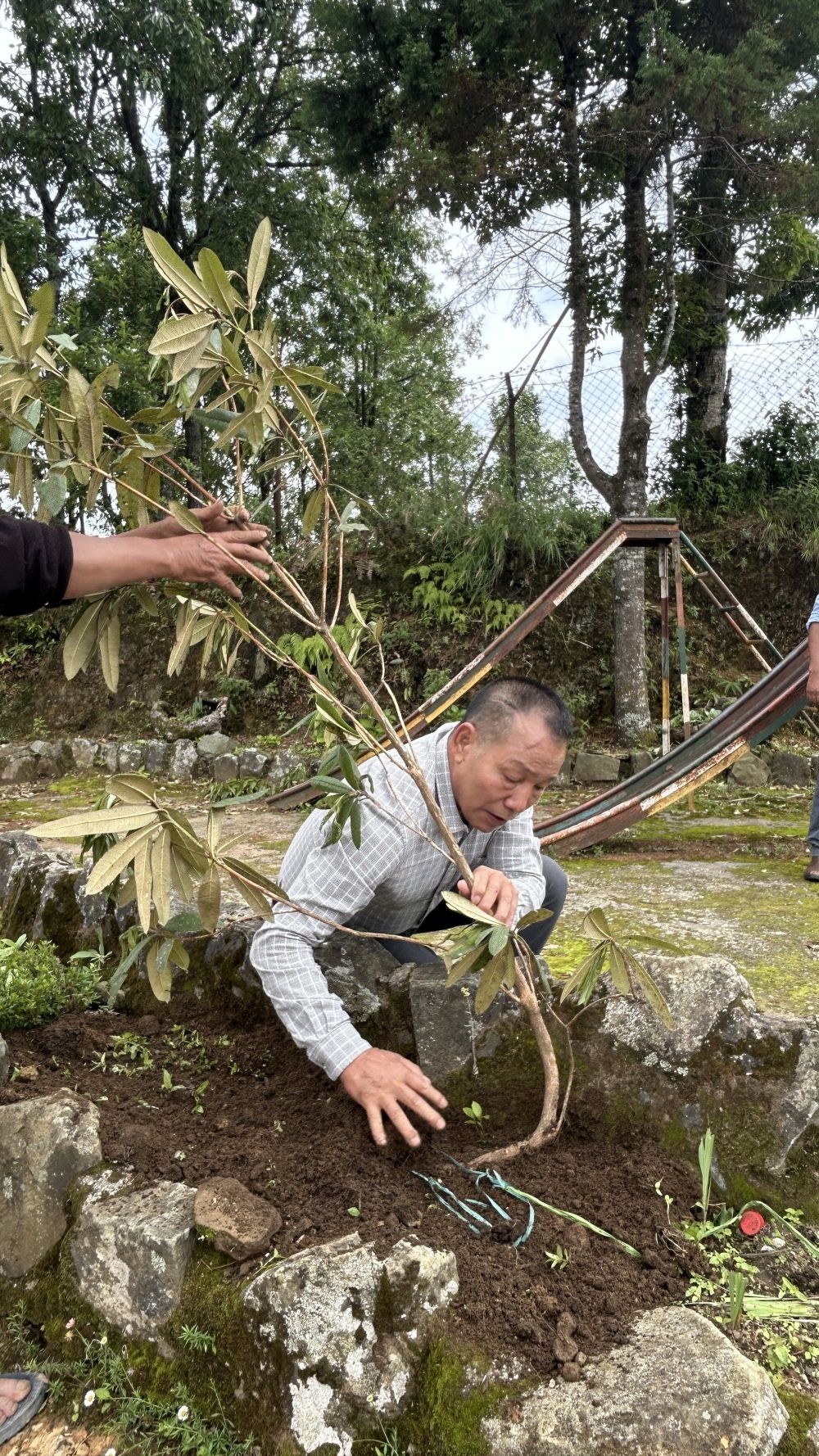 Heirang Lungalang, Chairman, NCCAF planting rhododendron tree at Benreu village, Peren.